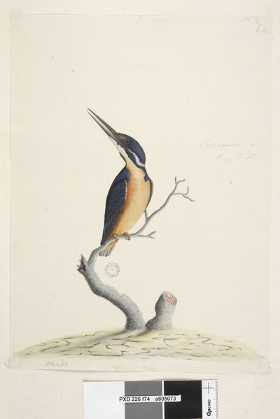 पृष्ठ 74. Ter, re, a, mar या King Fisher। अलग हाथ में निचले बाएँ Alcedo। तीसरे हाथ में निचले केंद्र में प्राकृतिक आकार एज़्योर किंगफ़िशर एलियोन एजुरिया, 1791-92 द्वारा अज्ञात कलाकार