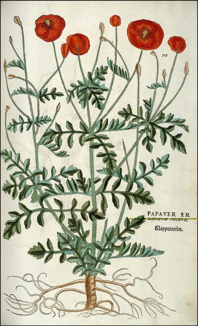 पोस्पी इन - इन "" पौधों का इतिहास कमेंट्री बैज, ... "लियोहार्ट फुच्स द्वारा द्वारा अज्ञात कलाकार