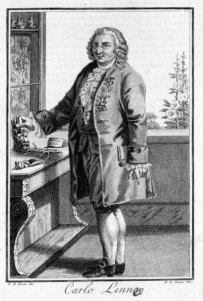 कार्ल वॉन लिने का पोर्ट्रेट स्वीडिश प्रकृतिवादी और लेखक (1707 - 1778)। एसडी. 19वीं सदी की नक्काशी। द्वारा अज्ञात कलाकार