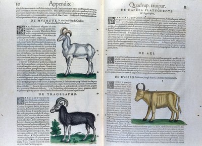 कॉनराड गेसनर (1516 - 1565), टिगुरी द्वारा हिस्टोरिया एनिमलियम में चौगुनी का दोहरा पृष्ठ द्वारा अज्ञात कलाकार