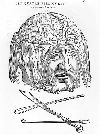 वाल्टर हरमन रायफ: मानव शरीर के सभी भागों का शारीरिक विवरण: मस्तिष्क। पेरिस 1545 द्वारा अज्ञात कलाकार
