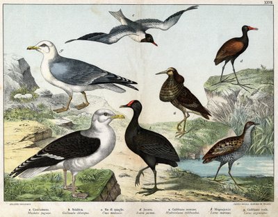 a: फाइटर (Machetes pugnax), b: चिकन गैलिनुला क्लोरोपस), c: Rale des Genetes (Crex pratensis), d: Jacana (Parra Jacana), e: ब्लैक-आइड गुल (Hydrocolaeus Ridibundus), f: सीगल (लारस) मारिनस), जी: हेरिंग गुल (लारस अर्जेंटस) - "प्राकृतिक इतिहास" में द्वारा अज्ञात कलाकार