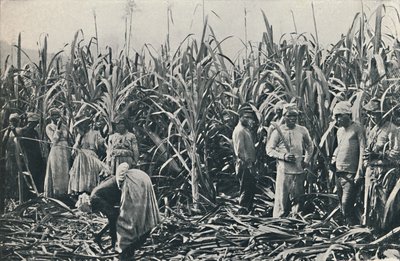 एक गन्ना वृक्षारोपण, 1916 द्वारा वेलेंटाइन एंड संस लिमिटेड