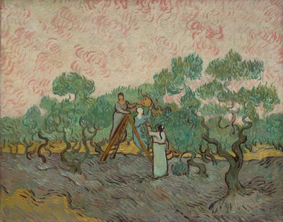 महिला पिकिंग ओलिव्स, 1889। द्वारा Vincent van Gogh