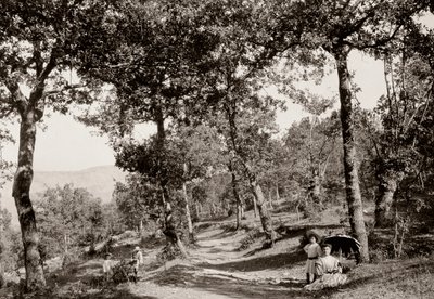 जंगल के माध्यम से चलो (बी / डब्ल्यू फोटो) द्वारा विटोरियो एलिनारिक