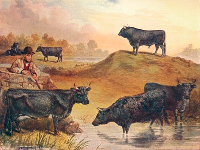 केरी मवेशी, c1903 c1910 द्वारा डब्ल्यूए वुड्स