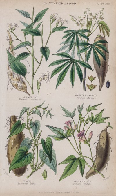 अरारोट; मनिओकोर कसावा; रतालू; शकरकंद (रंगीन उत्कीर्णन) द्वारा डब्ल्यू। फिच