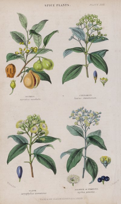 जायफल; दालचीनी; लौंग; Allspice या Pimento (रंगीन उत्कीर्णन) द्वारा डब्ल्यू। फिच