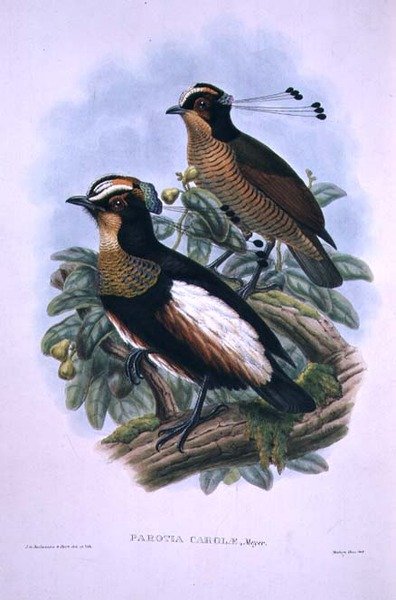 क्वीन कैरोला की सिक्स-वायर्ड बर्ड ऑफ़ पैराडाइज़ (कलर लिथो) द्वारा डब्ल्यू. और केयूलेमन्स जेजी हार्ट