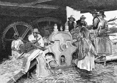 क्रेशिंग कैन, 1886। द्वारा डब्ल्यू। मोलियर