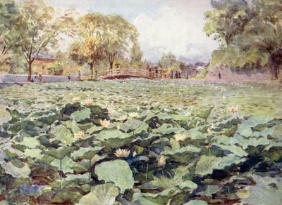 व्हाइट लोटस, कैसल मोत, कोफू द्वारा वाल्टर फ्रेडरिक रूफ टाइंडेल