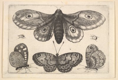 एक कीट, तीन तितलियों और दो बीटल, 1646। द्वारा Wenceslaus Hollar