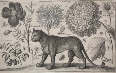  द्वारा Wenceslaus Hollar