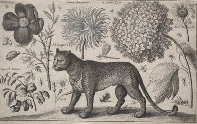 पशु और पौधे: तेंदुए को पौधों और कीड़ों के साथ, 1662। द्वारा Wenceslaus Hollar