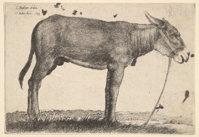 गधा, 1649। द्वारा Wenceslaus Hollar