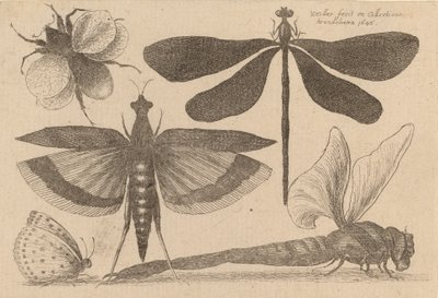 ड्रैगनफलीज़ और एक भौंरा, 1646। द्वारा Wenceslaus Hollar
