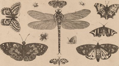 ड्रैगनफ्लाई, लेडीबर्ड्स और तितलियाँ। द्वारा Wenceslaus Hollar