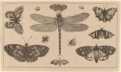 ड्रैगनफ्लाई, लेडीबर्ड और तितलियाँ द्वारा Wenceslaus Hollar
