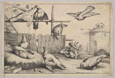 आठ कबूतर, 1625-77। द्वारा Wenceslaus Hollar