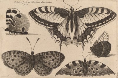 पांच तितलियां, 1646। द्वारा Wenceslaus Hollar