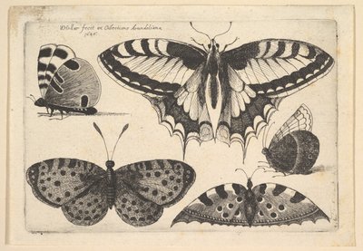 पाँच तितलियाँ, 1646। द्वारा Wenceslaus Hollar