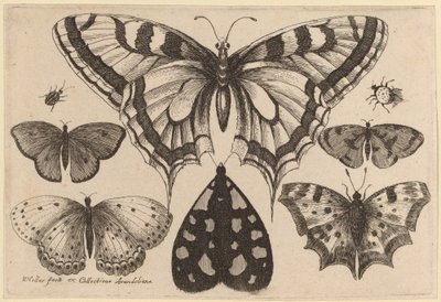 पाँच तितलियाँ, एक पतंगा, एक भृंग और एक मकड़ी द्वारा Wenceslaus Hollar