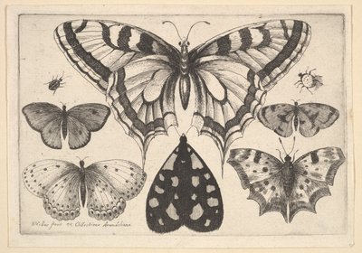 पांच तितलियों, एक कीट और दो बीटल, 1646। द्वारा Wenceslaus Hollar