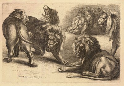 रूबेन्स के बाद पांच शेर और एक शेरनी द्वारा Wenceslaus Hollar