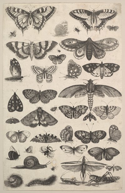 फोर्टी-वन कीट, जिसमें पतंगे और तितलियाँ शामिल हैं, 1625-77। द्वारा Wenceslaus Hollar