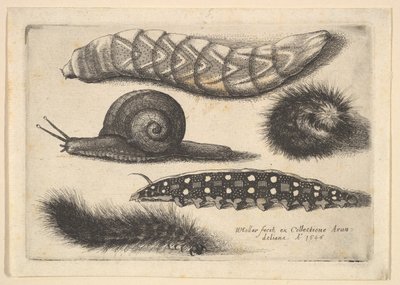 चार कैटरपिलर और एक घोंघा, 1646। द्वारा Wenceslaus Hollar