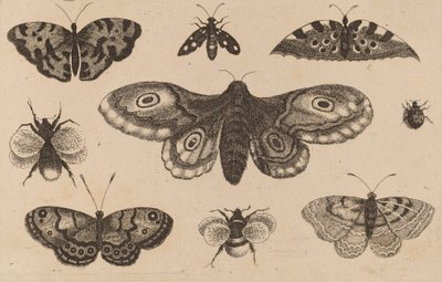 पतंगा, तितलियाँ और मधुमक्खियाँ। द्वारा Wenceslaus Hollar