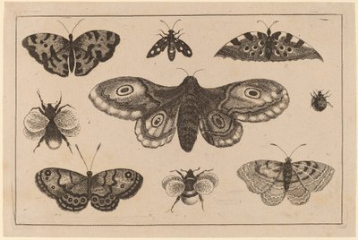 कीट, तितलियाँ, और मधुमक्खियाँ द्वारा Wenceslaus Hollar
