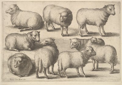 16 भेड़, 1646। द्वारा Wenceslaus Hollar