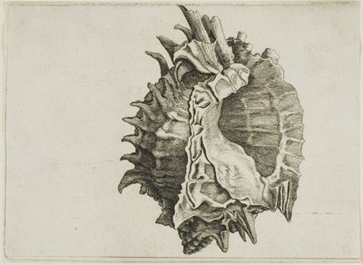 गुलाबी-मुंह वाला म्यूरेक्स (फाइलोनोटस एरिथ्रोस्टोमस) द्वारा Wenceslaus Hollar
