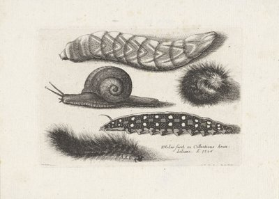  द्वारा Wenceslaus Hollar