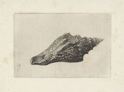शैल, हेमीफुसस टेरनाटेनस शैल (श्रृंखला शीर्षक) द्वारा Wenceslaus Hollar