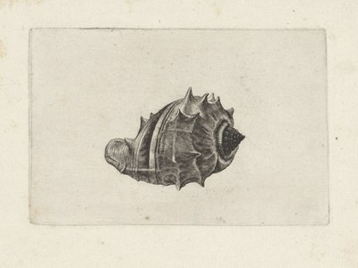 शैल, मेलोंजेना मेलोंजेना शैल्स (श्रृंखला शीर्षक) द्वारा Wenceslaus Hollar