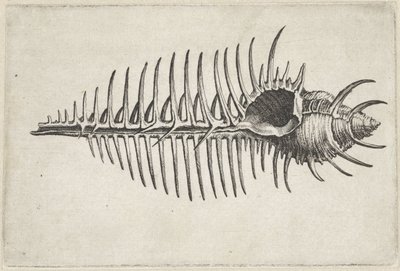  द्वारा Wenceslaus Hollar