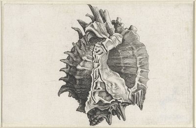 शैल, फाइलोनोटस एरिथ्रोस्टोमस शैल (श्रृंखला शीर्षक) द्वारा Wenceslaus Hollar
