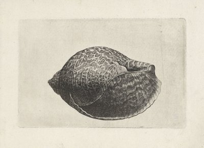 शैल, टोना पेर्डिक्स शैल (श्रृंखला शीर्षक) द्वारा Wenceslaus Hollar
