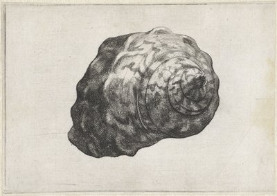 शैल, टर्बो सरमैटिकस शैल (श्रृंखला शीर्षक) द्वारा Wenceslaus Hollar