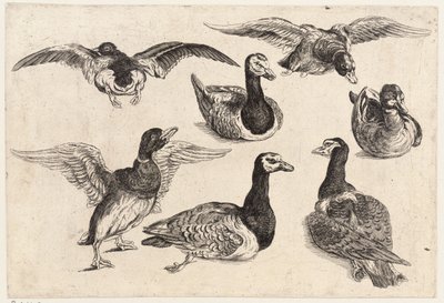 सात बत्तख द्वारा Wenceslaus Hollar