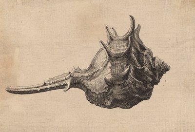 शेल म्यूरेक्स ब्रांडारिस, सी। 1645. द्वारा Wenceslaus Hollar