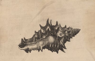 शैल वसुम सिरेमिकम, सी। 1645. द्वारा Wenceslaus Hollar
