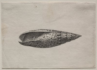 शैल: मित्रा 50 सी प्राप्त करने के। 1640s। द्वारा Wenceslaus Hollar