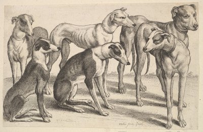 सिक्स हाउंड्स, 1646। द्वारा Wenceslaus Hollar