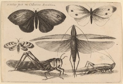 छह कीड़े द्वारा Wenceslaus Hollar