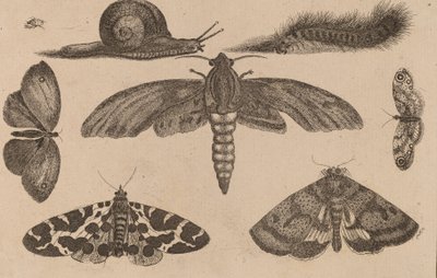 छह कीड़े, एक कैटरपिलर और एक घोंघा। द्वारा Wenceslaus Hollar