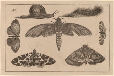 छह कीड़े, एक कैटरपिलर, और एक घोंघा द्वारा Wenceslaus Hollar