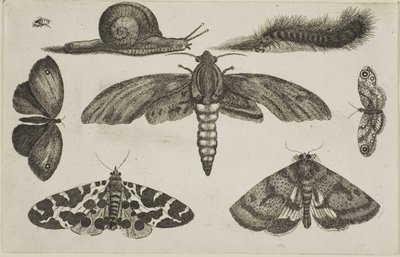 छह कीड़े, एक कैटरपिलर और एक घोंघा द्वारा Wenceslaus Hollar